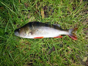 rowley lake perch